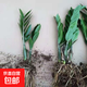 金錢(qián)樹(shù)盆栽植物室內客廳綠植搖錢(qián)樹(shù)辦公室盆栽綠色植物盆景 金錢(qián)樹(shù)15-20cm試種1-3個(gè)分支 原盆原土送肥料