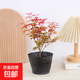 紅楓盆栽小盆景紅舞姬日本紅楓陽(yáng)臺易養紅葉綠植網(wǎng)紅花卉庭院種植 紅舞姬（簡(jiǎn)易盆）高30-40cm 帶盆栽好