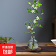 水培植物九里香花卉綠植室內七里香盆栽茉莉辦公桌面水養懶人植物 造型九里香+輕奢藍玻璃瓶+紫砂托 標準