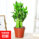 步步高觀(guān)音竹 富貴竹 荷花竹 水養土培盆栽 室內客廳吸某醛植物 富貴竹[一盆5棵+簡(jiǎn)易盆] +肥料
