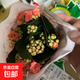 長(cháng)壽花盆栽重瓣巴黎稀有大花品種四季開(kāi)花植物室內盆栽桌面盆栽 粉色 原盆土 高度15-20cm