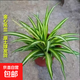金邊吊蘭盆栽金心青葉四季種植辦公室凈化空氣吸甲醛植物花卉批發(fā) 金心吊蘭1盆 不含盆