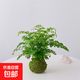 鐵線(xiàn)蕨苔蘚球盆栽植物室內桌面好養觀(guān)果綠植客廳盆景辦公室凈化 鐵線(xiàn)蕨苔蘚球（不含其他）