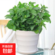 盆栽可食用新鮮薄荷葉盆栽清涼茶可做冷飲的香草室內好養植物 大盆薄荷+橫紋盆 含盆