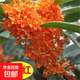 狀元紅桂花樹(shù)苗金桂濃香型花卉庭院室外四季桂沉香流蘇嫁接四季開(kāi) 1年生樹(shù)苗沒(méi)有嫁接桂花
