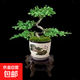 迎客松盆景植物室內松樹(shù)綠植花卉小盆栽四季常青真樹(shù)造型盆景樹(shù)樁 4片葉迎客造型++送塑料方形盆 不含盆
