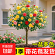 樹(shù)狀月季花苗樹(shù)樁月季高桿玫瑰花四季開(kāi)盆栽植物室內好養花卉綠植 嫁接多色【大花淡香】+盆+肥料 2公分樹(shù)樁月季【帶土球發(fā)貨】