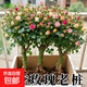 【精品】月季花老樁四季開(kāi)花濃香型玫瑰老樁耐寒耐旱盆栽地栽花卉 【10顆裝】精品月季花老樁（混色）四季開(kāi)花
