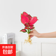 懶人水培綠植九里香綠蘿文竹室內易養凈化空氣花卉盆栽植物花卉 吉利紅1顆【不含盆】土培水培皆可15-20cm