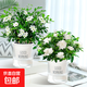 九里香盆栽茉莉花綠植室內驅蚊四季開(kāi)花帶花苞七里香水培盆景植物 【套餐特惠】九里香+梔子花（早安盆） 九里香