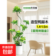 造型鴨腳木客廳大盆栽室內招財植物鴨掌木八方來(lái)財好養鵝掌柴綠植 輕奢鋁線(xiàn)款1.6-1.7米-圓筒樹(shù)脂盆 精品造型鴨腳木【送肥料】