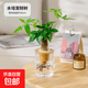 發(fā)財樹(shù)水培植物室內好養萬(wàn)年青九里香辦公室桌面綠植水養盆栽綠植 發(fā)財樹(shù)+小房子水培瓶