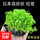 魚(yú)缸水草造景淡水水草養魚(yú)水草植物懶人真水草冷水水草坨草造景 （以長(cháng)根）趴地高珍珠坨草2+營(yíng)養草泥底座2