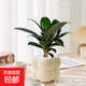 【網(wǎng)紅桌面綠植】年宵花?北歐ins云朵盆辦公客廳盆栽簡(jiǎn)約創(chuàng  )意 橡皮樹(shù)+泡泡樹(shù)脂盆1盆裝送托盤(pán)