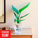 發(fā)財樹(shù)水培植物室內好養萬(wàn)年青九里香辦公室桌面綠植水養盆栽綠植 天堂鳥(niǎo)+小房子水培瓶