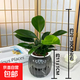 大葉金鉆綠公主盆栽植物除甲醛綠植辦公室四季常青室內客廳擺放全 【1盆】金鉆+灰南瓜吸水盆 含盆高度15-20厘米
