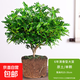 正宗清香木盆栽驅蚊草室內花卉綠植吸甲醛凈化空氣植物提神胡椒木 【1盆】6年清香木盆栽【原土發(fā)貨】送肥