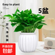 特價(jià)綠蘿盆栽室內客廳辦公室吸甲醛凈化空氣水培植物綠植花卉好養 【熱銷(xiāo)5盆】綠蘿+白色南瓜盆自吸水 整體含盆高度20-25cm