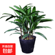 棕竹盆栽金山棕室內植大型綠植花卉盆栽觀(guān)葉植物四季常青凈化空氣 棕竹30-40高【10顆】