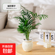 綠植室內小盆栽桌面發(fā)財樹(shù)易活四季懶人綠植辦公室植物浮雕桃花盆 袖珍椰子【小桃花樹(shù)脂盆】+白色小石頭
