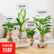 發(fā)財樹(shù)水培植物室內好養萬(wàn)年青九里香辦公室桌面綠植水養盆栽綠植 發(fā)財樹(shù)+洞洞龜背+鴨腳木+萬(wàn)年青）+小房子水培瓶