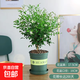 九里香盆栽茉莉花綠植室內驅蚊四季開(kāi)花帶花苞七里香水培盆景植物 高約40cm精品獨干九里香6年苗（加侖盆） 九里香
