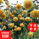 【2米以上高】薔薇花苗四季開(kāi)花爬藤月季濃香型耐寒耐旱藤本月季 黃金慶典（打木架發(fā)貨)當年爬藤開(kāi)花爆滿(mǎn) 2米以上母系特大苗（原盆原土打木架發(fā)貨）