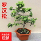 羅漢松老樁樹(shù)苗盆景植物造型迎客松大型盆栽綠植室內客廳四季常青 【】7年羅漢松 含盆