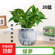 特價(jià)綠蘿盆栽室內客廳辦公室吸甲醛凈化空氣水培植物綠植花卉好養 【辦公室綠化20盆】綠蘿+灰色南瓜盆自吸水 整體含盆高度20-25cm