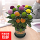 【直播專(zhuān)享】大盆乒乓菊盆栽帶花盆四季開(kāi)花菊花帶花苞好養活室內 一盆多色乒乓菊[加侖盆]