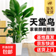 天堂鳥(niǎo)大型綠植盆栽室內客廳庭院植物除甲醛四季常青凈化空氣好養 天堂鳥(niǎo)1.4-1.5米【梯形樹(shù)脂盆】