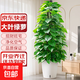 大葉綠蘿柱盆栽大型綠植物辦公室內高級感客廳落地招財綠羅好養活 【A級品質(zhì)】大葉綠蘿柱1.4-1.6米+智能吸水盆
