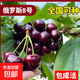 正宗特大嫁接櫻桃樹(shù)苗車(chē)厘子櫻桃果樹(shù)果苗南北方種植當年結果 俄羅斯八號車(chē)厘子樹(shù) 12年苗（直徑4-5公分粗）高度80-100cm