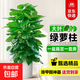 【同款低價(jià)】大葉綠蘿柱盆栽客廳辦公室大型綠植物室內除甲醛神器 【新房必備】大葉綠蘿柱1.4-1.5米圓柱盆