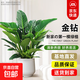 天堂鳥(niǎo)大型綠植盆栽客廳發(fā)財樹(shù)好養護懶人綠植好活室內凈化空氣 金鉆0.6-0.7米米白聚寶樹(shù)脂盆