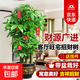發(fā)財樹(shù)大型綠植辦公室內客廳金錢(qián)樹(shù)步步高招財盆栽喬遷開(kāi)業(yè)送禮 【招財進(jìn)寶】1.3-1.5米步步高發(fā)財樹(shù)福字款