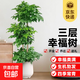 幸福樹(shù)發(fā)財樹(shù)天堂鳥(niǎo)大型盆栽室內客廳辦公室大型綠凈化空氣 三層幸福樹(shù)1.5-1.7m聚寶盆
