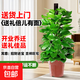 大葉綠蘿柱盆栽客廳綠植辦公室內吸甲醛凈化空氣大型綠蘿好養易活 A級【旺宅樹(shù)】A級大葉綠蘿柱1.2-1.3米+原盆