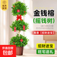 搖錢(qián)樹(shù)發(fā)財樹(shù)大盆栽室內招財搖錢(qián)樹(shù)客廳大型植物喬遷開(kāi)業(yè)送禮佳品 【招財進(jìn)寶】三層搖錢(qián)樹(shù)1.7-1.8米原盆