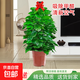 大葉綠蘿柱盆栽客廳植物室內除甲醛新房客廳辦公室天堂鳥(niǎo)大型綠植 除甲醛綠蘿柱1.2-1.3米【基地原盆】