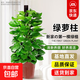 天堂鳥(niǎo)大型綠植盆栽客廳發(fā)財樹(shù)好養護懶人綠植好活室內凈化空氣 大葉綠蘿柱1.2-1.3米原盆