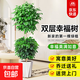 幸福樹(shù)客廳綠植物綠寶大型盆栽室內好養活發(fā)財樹(shù)四季常青吸除甲醛 【特級】雙層幸福樹(shù)1.4-1.5m【鉆石樹(shù)脂盆】
