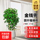 金錢(qián)兜盆栽客廳室內大型綠植老樁福祿桐發(fā)財樹(shù)盆景金錢(qián)樹(shù)旺宅好養 金錢(qián)兜【錢(qián)多多】0.8-1.0m【仿水泥盆】