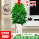 大葉綠蘿柱盆栽客廳植物室內除甲醛新房客廳辦公室天堂鳥(niǎo)大型綠植 除甲醛綠蘿柱1.4-1.5米【鉆石樹(shù)脂盆】