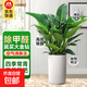 大葉金鉆盆栽綠公主植物室內客廳大型綠植辦公室新房喬遷凈化空氣 【吸毒王】特級大葉金鉆70-80cm+羅馬柱樹(shù)脂盆