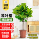 琴葉榕盆栽室內客廳大型綠植大葉老樁日式北歐風(fēng)格落地辦公室真樹(shù) 精選琴葉榕棒棒糖造型1.4-1.6m【原土原盆】