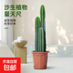 仙人掌植物沙漠霸王樹(shù)綠植造景彩春峰白毛柱量天尺象腿柱沙生綠植 【沙生植物】三株量天尺高1.4-1.6m+原盆