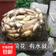 大型觀(guān)賞荷花種藕苗 蓮藕種苗 盆栽荷花種根苗荷花苗蓮藕苗蓮花苗 家庭種植藕【適合花盆缸桶】 三顆裝【帶芽發(fā)貨】