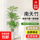 天堂鳥(niǎo)大型植物發(fā)財樹(shù)各種盆栽開(kāi)業(yè)喬遷客廳辦公室內好養大型花卉 【室內森林】南天竹-1-1.2m+菱形盆