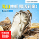 乳山生蠔禮盒裝鮮活牡蠣新鮮超大特大肉海蠣子海鮮刺身水產(chǎn) 特惠10斤裝禮品箱保溫箱 乳山牡蠣特級(6兩-1斤/只）
